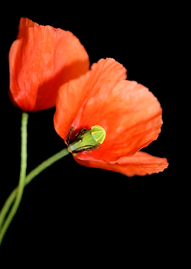 Red wild papaver flowering