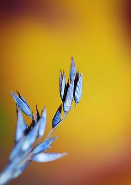 Dry blue deco wheat macro