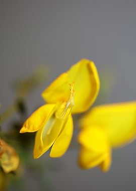 Spartium jenceum blossoms