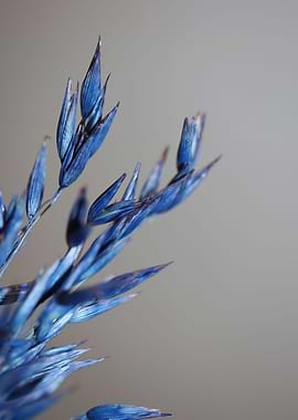 Blue wheat plant close up