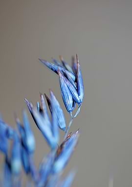Blue wheat plant close up