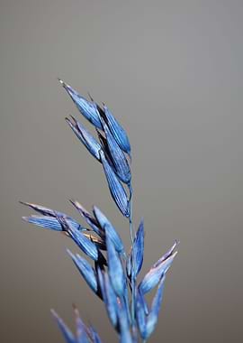 Blue wheat plant close up