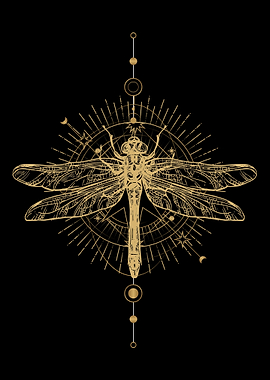 Entomology Dragonfly