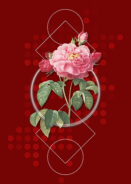 Duchess of Orleans Rose