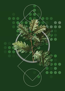 Vintage Hungarian Oak