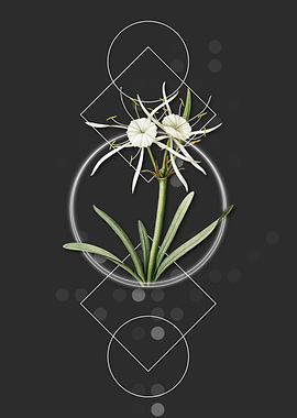 Streambank Spiderlily