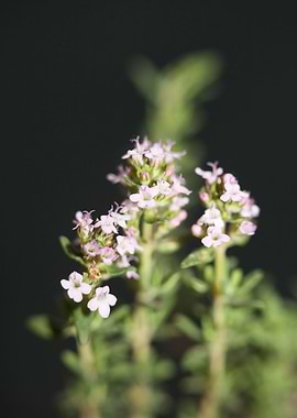 Thymus vulgaris flowering