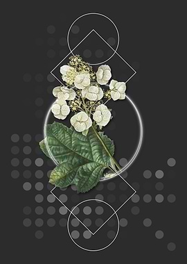 Vintage Oakleaf Hydrangea