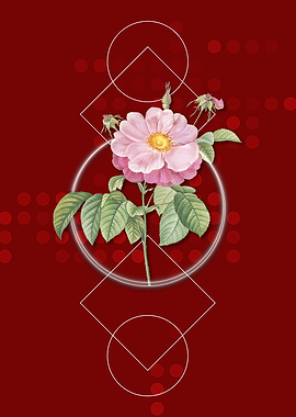 Speckled Provins Rose