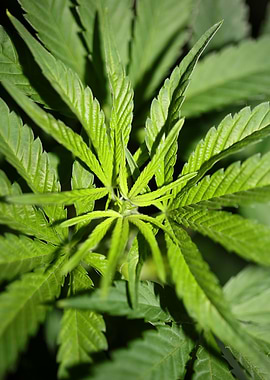 Cannabis leaves close up