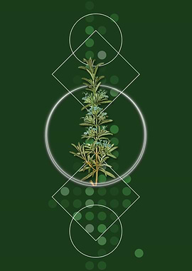 Vintage Rosemary Herb