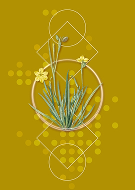Vintage Yellow Eyed Grass