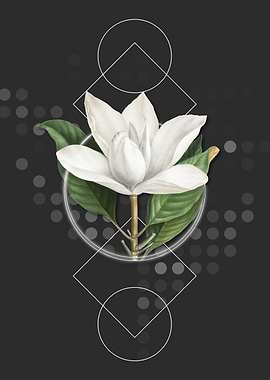 White Southern Magnolia