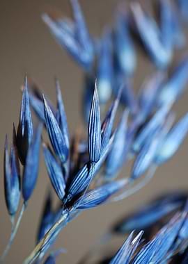 Wheat blue color close up