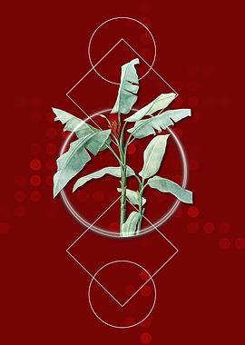 Vintage Scarlet Banana