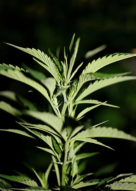 Marihuana plant close up