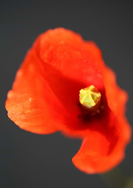 Papaver flower blossoming