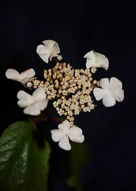 Viburnum flower blossoming