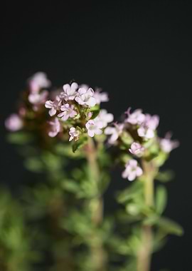 Thymus flower blossoming