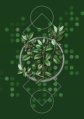 Vintage Evergreen Oak