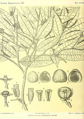 Cyathostemma sumatrana