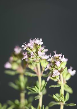 Thymus flower blossoming