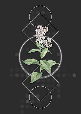 White Gillyflower Bloom