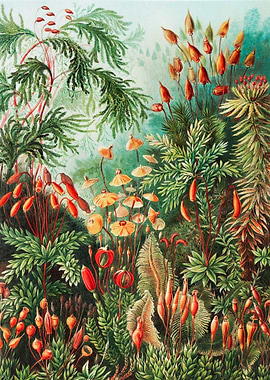 Ernst Haeckel Bush