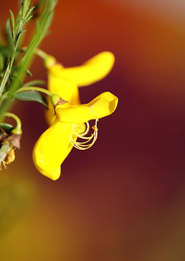 Spartium jenceum close up