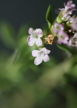 Thymus flower blossoming