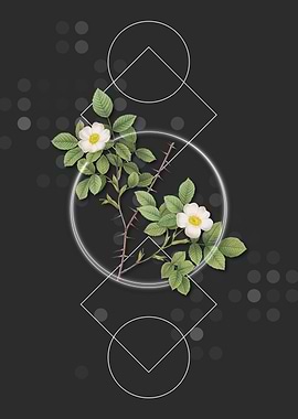 Spiny Leaf Rose of Dematra