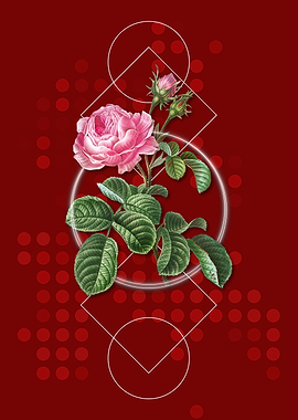 Vintage Provence Rose