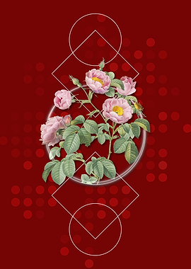 Vintage Tomentose Rose