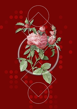 Vintage Cabbage Rose