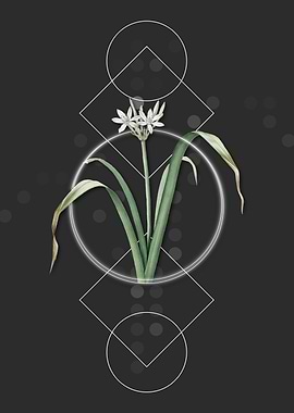 Small Flowered Pancratium