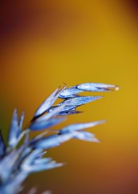 Dry blue deco wheat macro