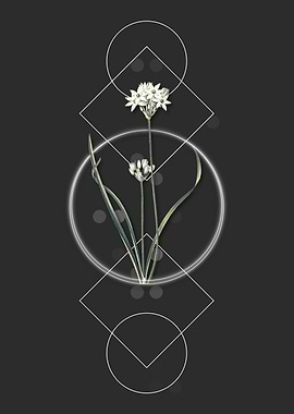 Three Cornered Leek Flower