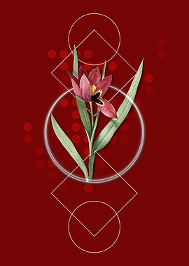 Tulipa Oculus Colis Flower