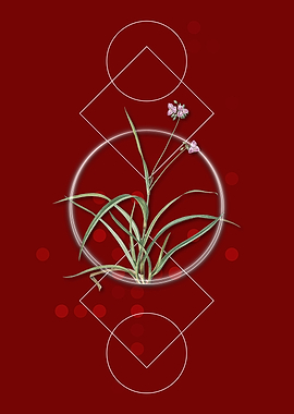 Vintage Spiderwort Flower