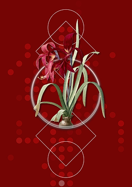 Vintage Sprekelia Flower