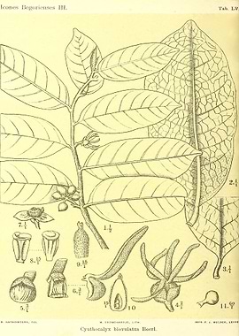 Cyathocalyx biovulatus