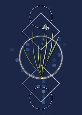 Vintage Spring Squill