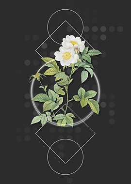 Vintage White Anjou Roses