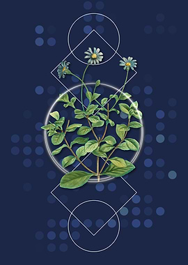 Blue Marguerite Plant