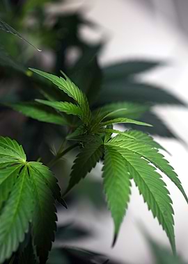 Cannabis indica close up