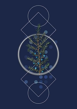 Vintage Common Juniper