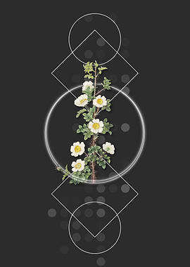 Vintage Scotch Rose Bloom