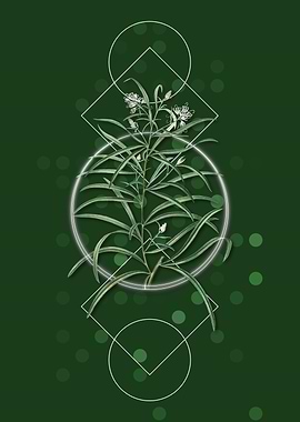 Narrow Leaf Spider Flower