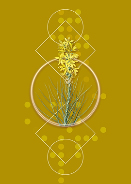 Vintage Yellow Asphodel