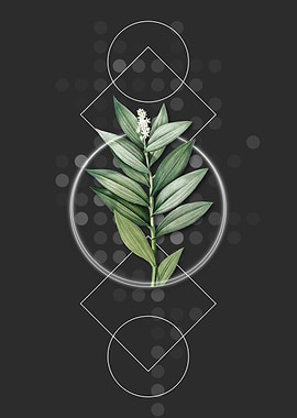 Vintage Smilacina Stellata